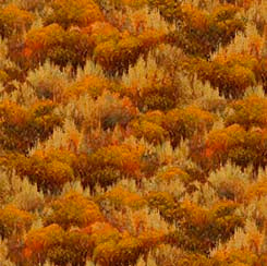 Wild Bison Grasslands Rust Fabric