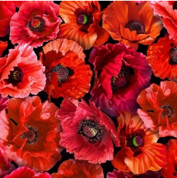 Summer Wildflowers Poppy Love Ruby Fabric