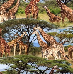 Serengeti Plains Savanna Tower Multi Yardage