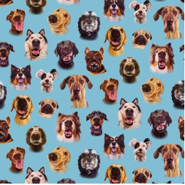 Follow Your Nose Dog Faces Blue Yardage