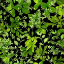 Flower Splendor LEAF SPLENDOR DCX10531-BLAC-D yardage