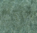 Changes in Season Pine Needles EVERGREEN