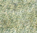 Changes in Season Pine Needles BLUE SPRUCE