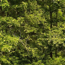 North Country Treelines DDC12452-LODE-D Fabric