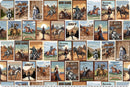 Quilting Cuddle - Echoes of the Range - Country Grit - Multi - Yardage